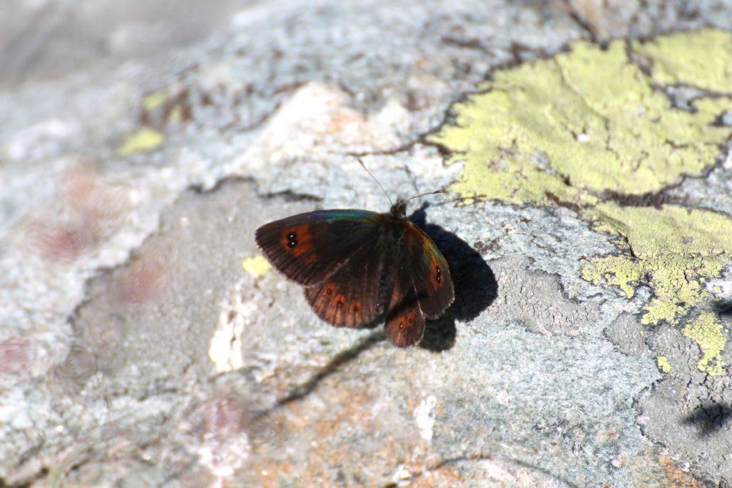 Erebia cassioides? S�